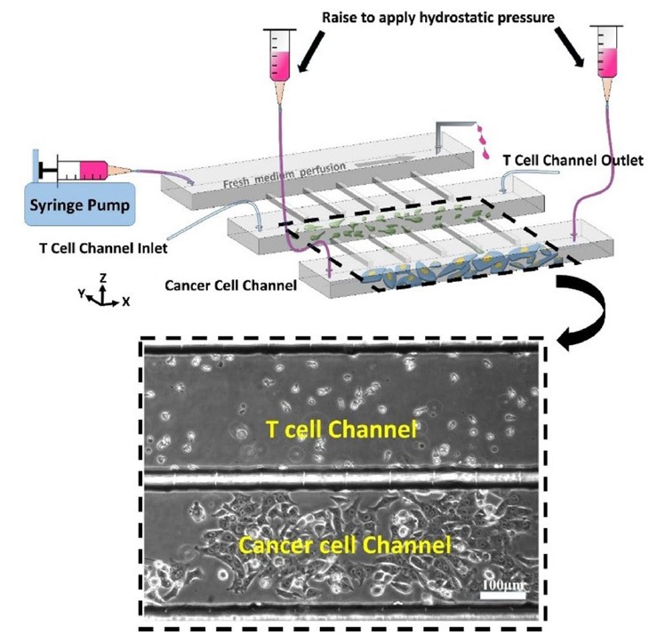 tcell